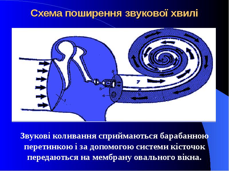 Схема поширення звукової хвилі Звукові коливання сприймаються барабанною перетинкою і за