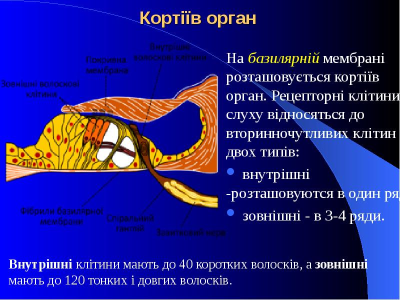Кортіїв орган На базилярній мембрані розташовується кортіїв орган. Рецепторні клітини слуху