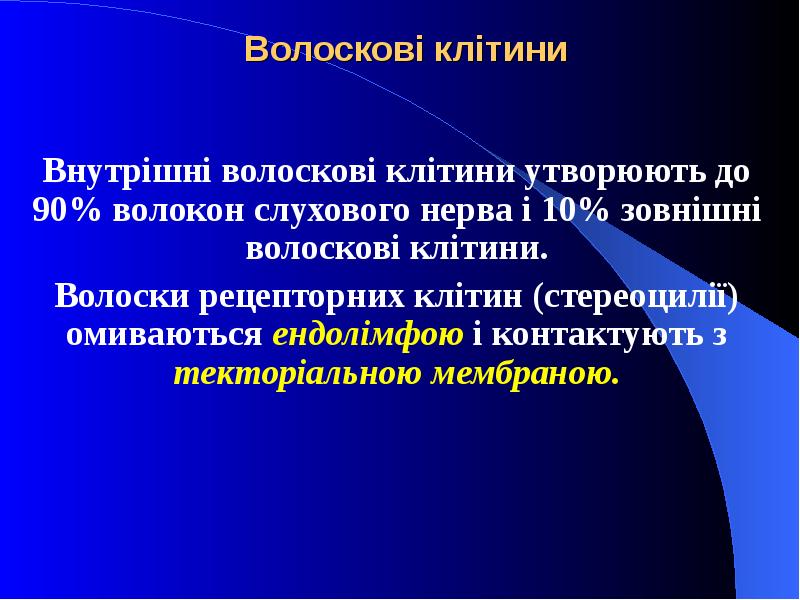 Волоскові клітини Внутрішні волоскові клітини утворюють до 90% волокон слухового нерва