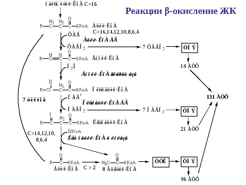 Окисление липидов в организме. Реакции β-окисление ЖК. Бета окисление ЖК. Окисление ЖК. Бета окисление ЖК биохимия.