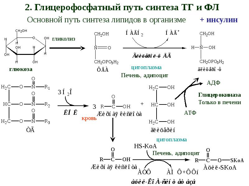 Липиды биохимия лекция презентация