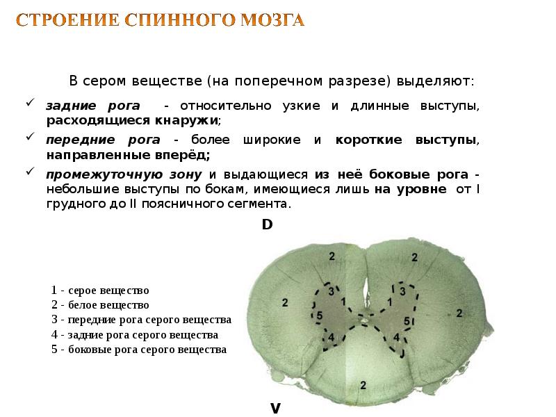 Задние боковые рога плоду