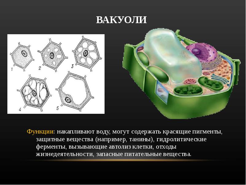 Органоид содержащий клеточный сок на рисунке