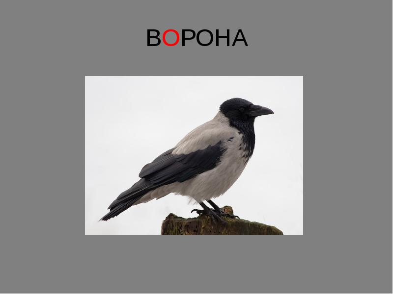 ВОРОНА ВОРОНА