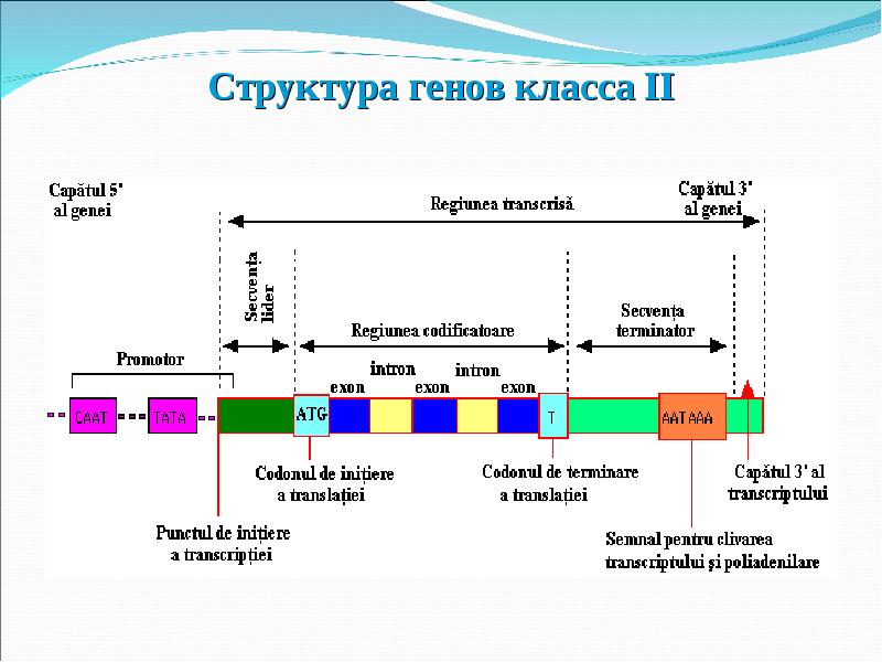 Геном презентация 10 класс