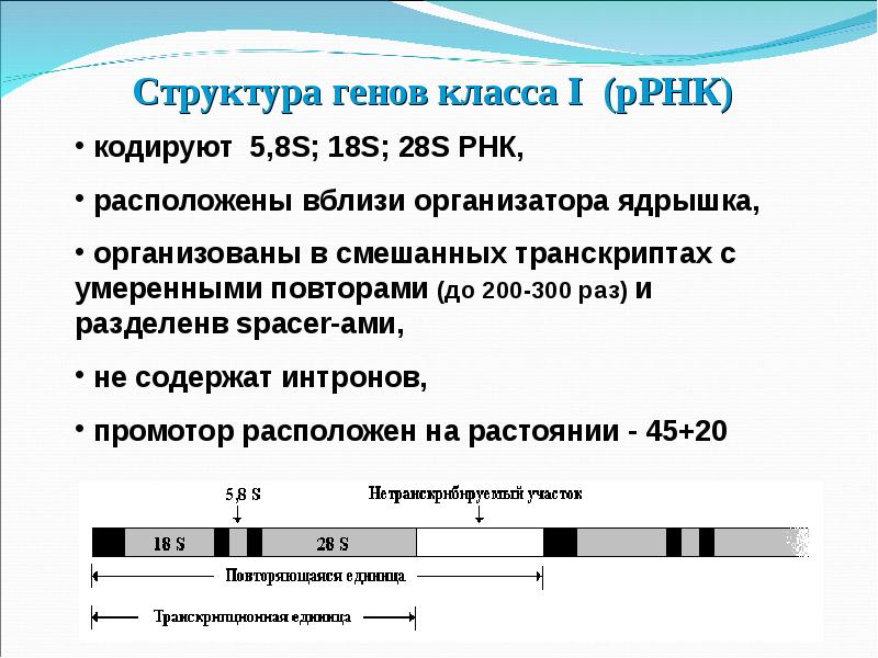 Ген строение гена