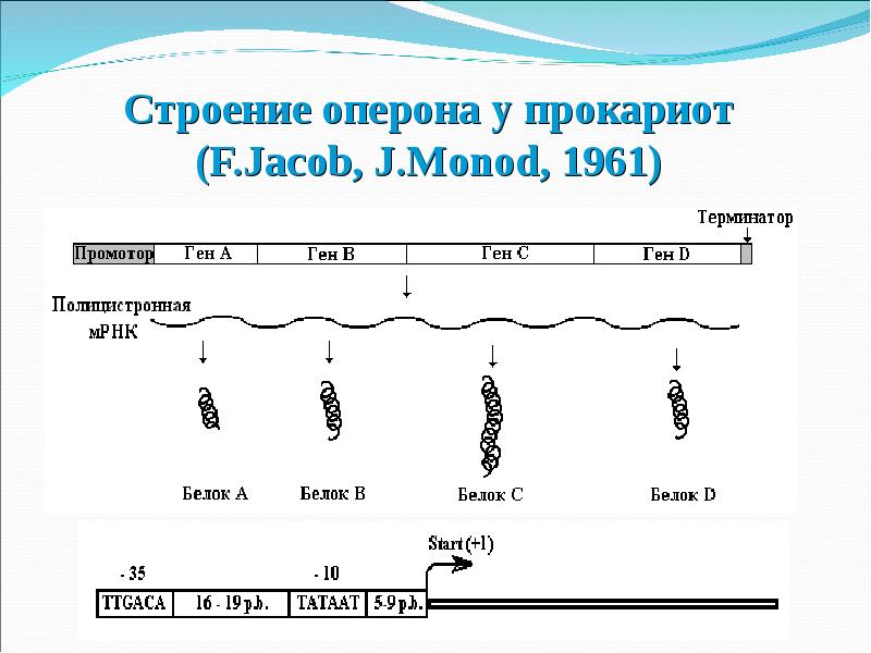 Строение гена презентация 10 класс