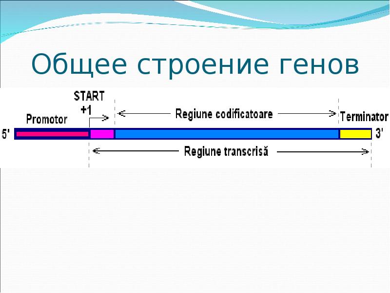 Структура гена. Общее строение генов. Общее строение Гена. Основное строение Гена. Общая схема строения генов класса 2.