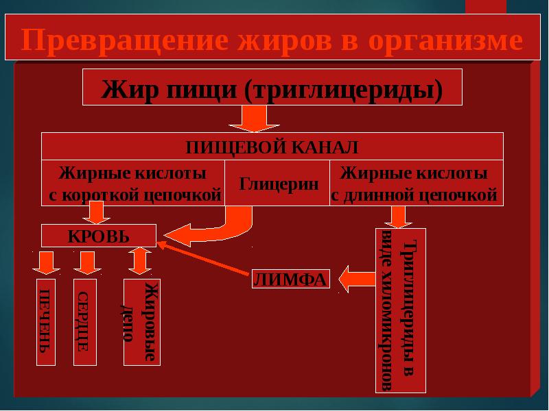 Превращение организма. Превращение жиров пищи в организме. Основные превращения воды в организме. Жиры превращение жиров в организме. Преобразование жиров в организме человека.