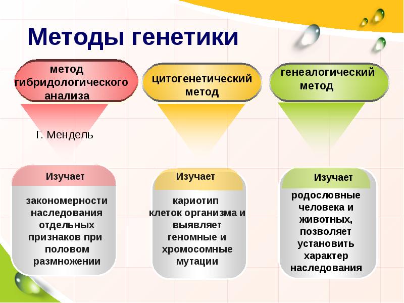 Методы генетики презентация 10 класс