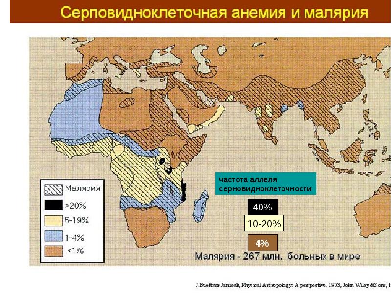 Серповидноклеточная анемия
Здоровые красные кровяные тельца под микроскопом выглядят как Серповидноклеточная анемия
Здоровые красные кровяные тельца под микроскопом выглядят как