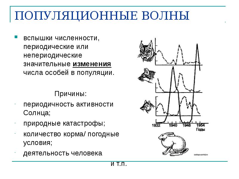 Опишите взаимодействие популяций хищник жертва в плане численности особей