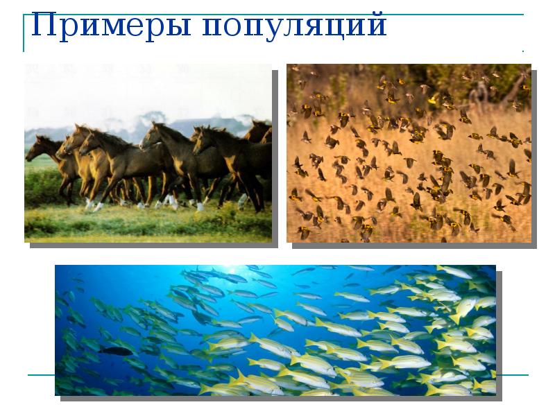 Примеры популяций Примеры популяций