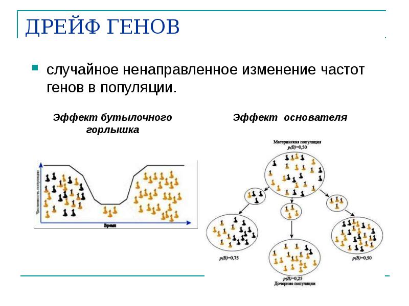 ДРЕЙФ ГЕНОВ
случайное ненаправленное изменение частот генов в популяции. ДРЕЙФ ГЕНОВ
случайное ненаправленное изменение частот генов в популяции.