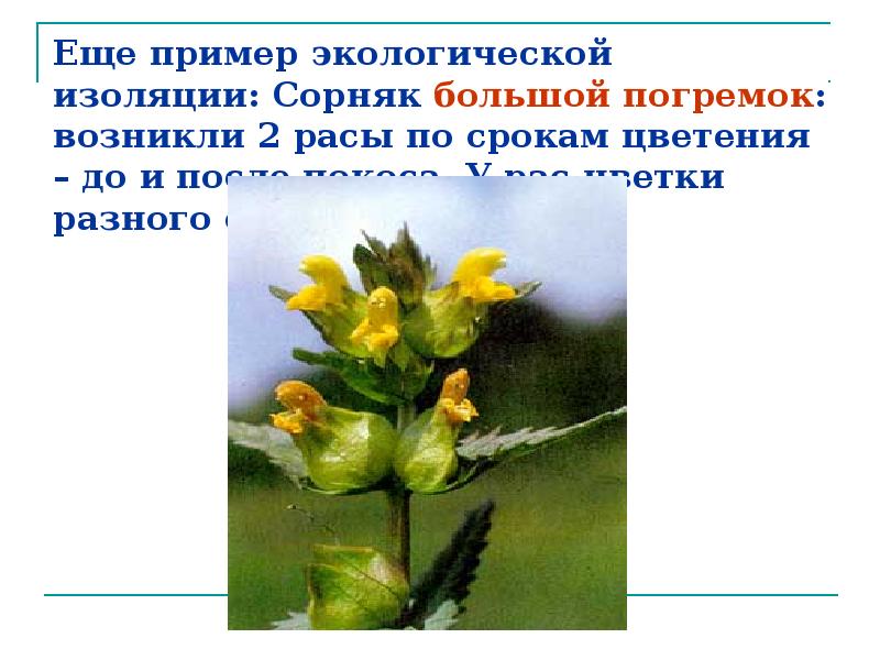 Еще пример экологической изоляции: Сорняк большой погремок: возникли 2 расы по Еще пример экологической изоляции: Сорняк большой погремок: возникли 2 расы по