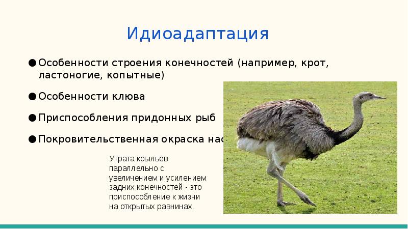 Покровительственная окраска это ароморфоз. Идиоадаптация. Идиоадаптация у животных. Идиоадаптация страуса. Идиоадаптация примеры.