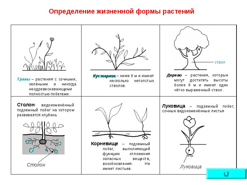 Презентация на тему жизненные формы растений