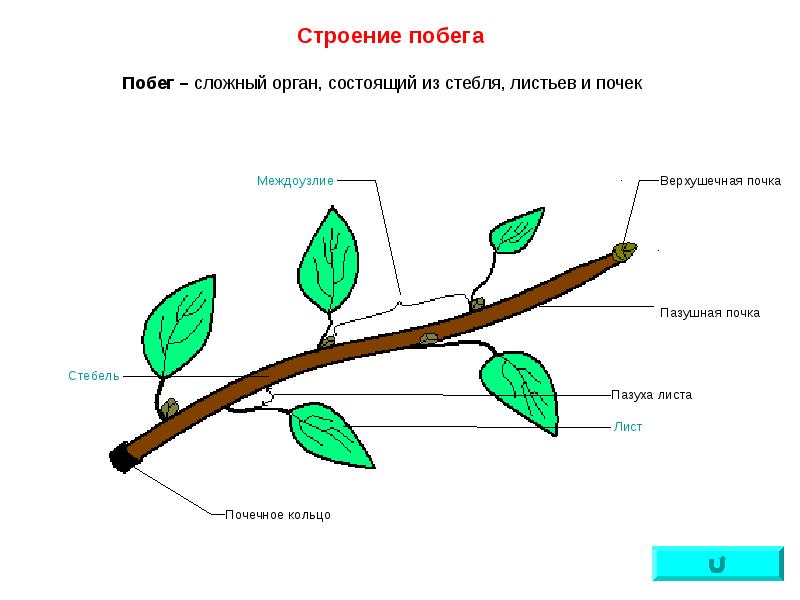 Схема побега цветкового растения