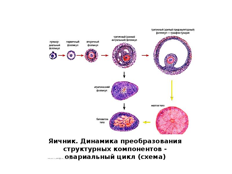 Циклический цикл схема