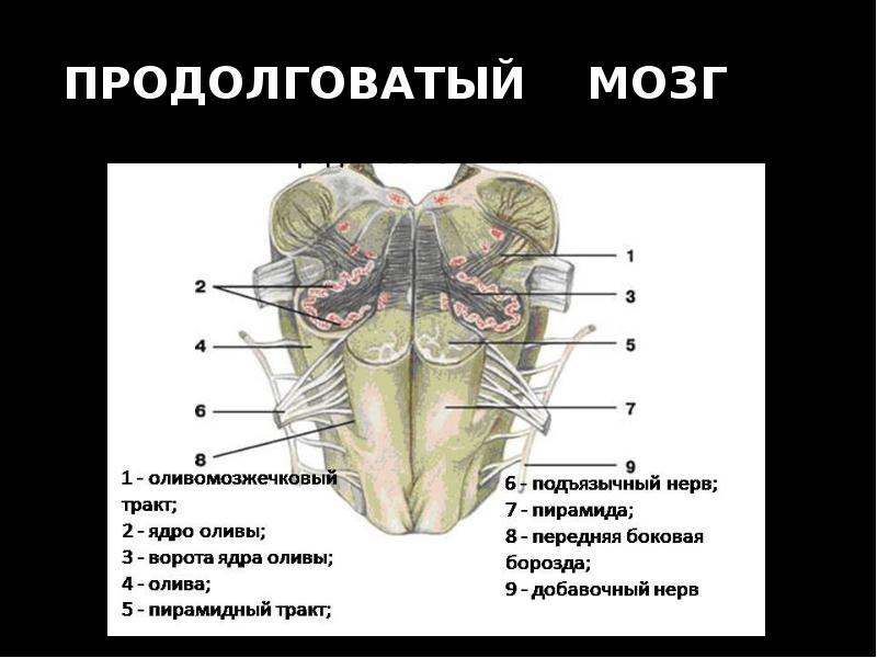 Продолговатый мозг презентация анатомия