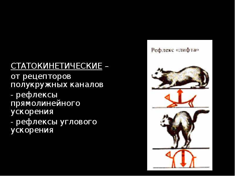 Схема рефлекторной дуги коленного рефлекса. Рефлекторная дуга защитного рефлекса. Рефлекторный угол. Нерв мигательного рефлекса. Моносинаптическая рефлекторная дуга.
