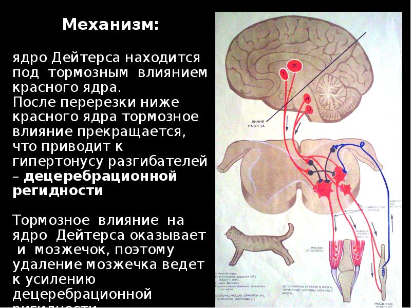 Механизм лежит. Ядро Дейтерса. Влияние красного ядра на ядро Дейтерса. Ядро Дейтерса физиология. Ядро Дейтерса функции.