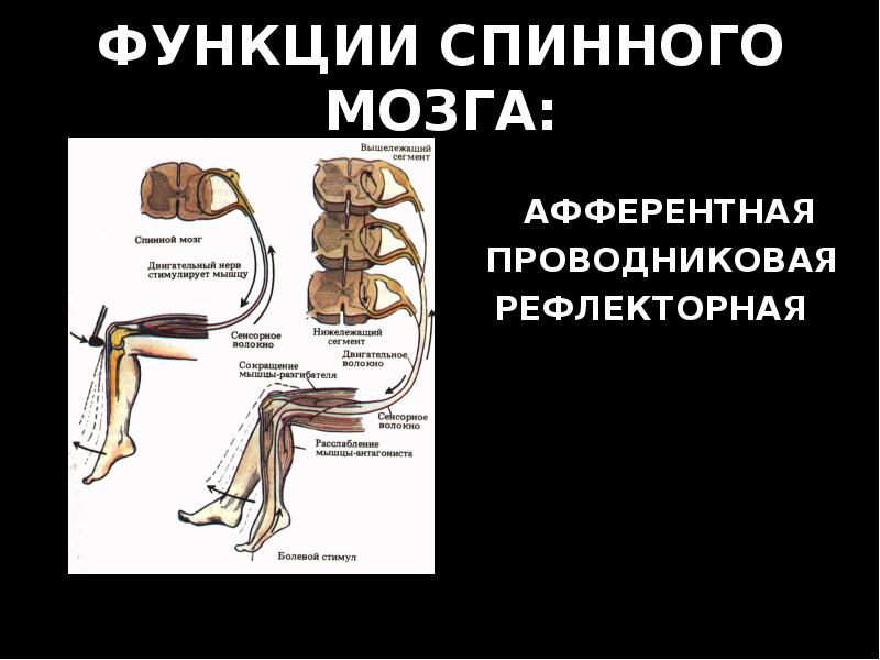 5 спинномозговых рефлексов. Рефлекторная функция спинного мозга строение. Спинной мозг рефлексы спинного мозга. Проводниковая функция спинного мозга схема. Основы физиологии спинного мозга.