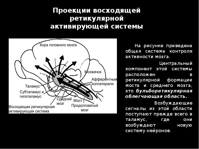 Ретикулярная формация головного мозга презентация