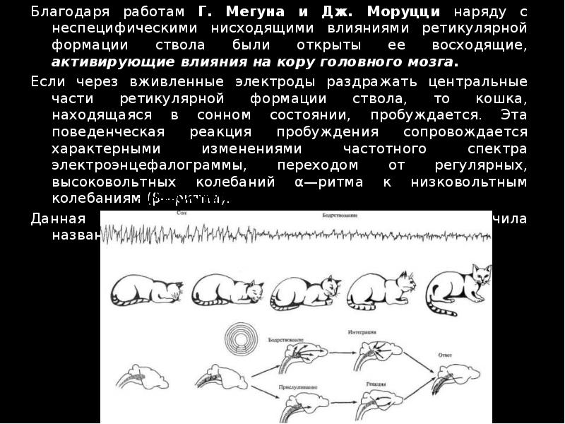 Нарисуйте ээг кошки после разрушения ядер восходящей ретикулярной активирующей системы врас