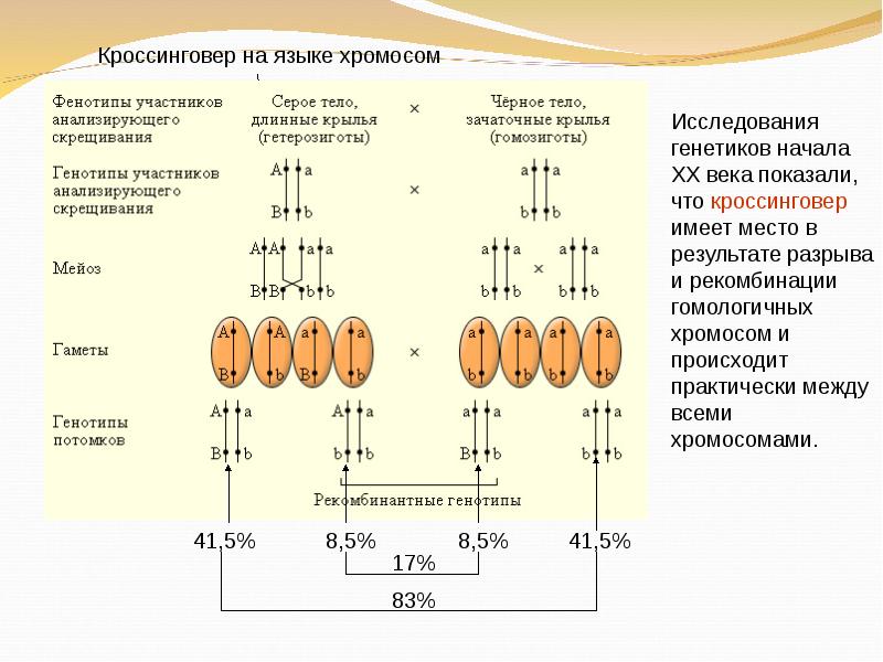 Схема сцепленного наследования