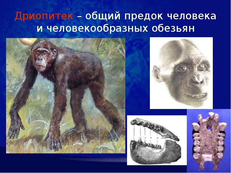 Указать предка человека. Дриопитек австралопитек. Антропогенез дриопитек. Общий предок человека и человекообразных обезьян общий предок. Дриопитек прямохождение.