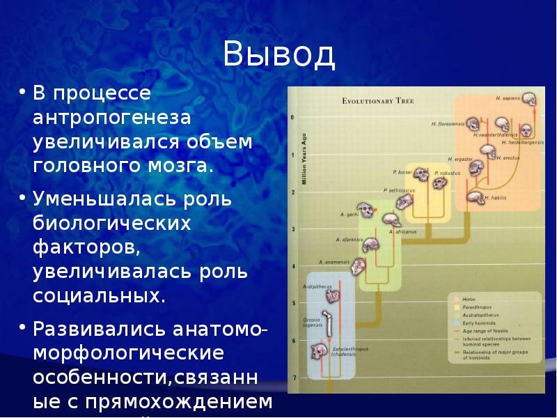 Презентация по биологии 11 класс эволюция человека