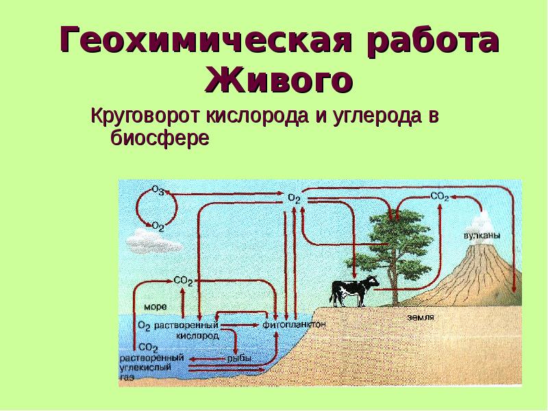 Преобразование биосферы. Круговорот углерода и кислорода. Круговорот углерода и кислорода в биосфере. Круговорот воды и кислорода в биосфере. Круговорот углерода в биосфере.