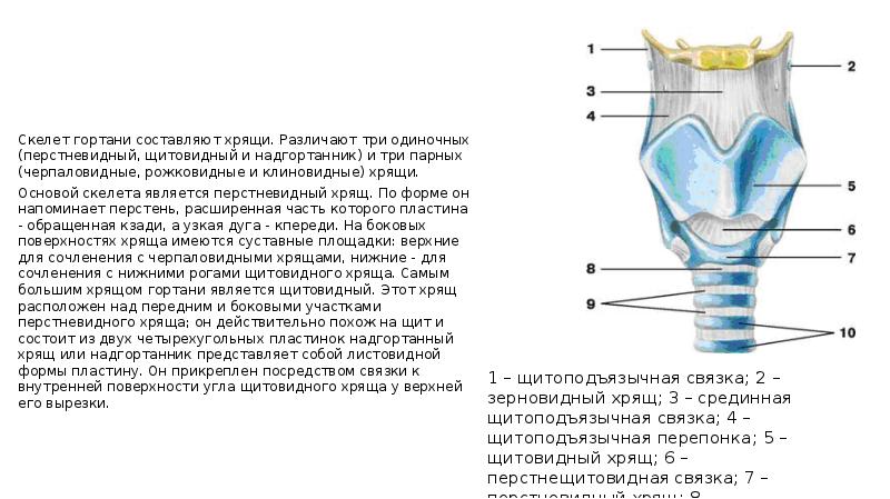 Перстневидный хрящ фото