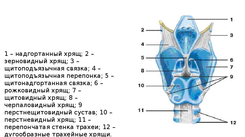 Грушевидный синус гортани анатомия фото