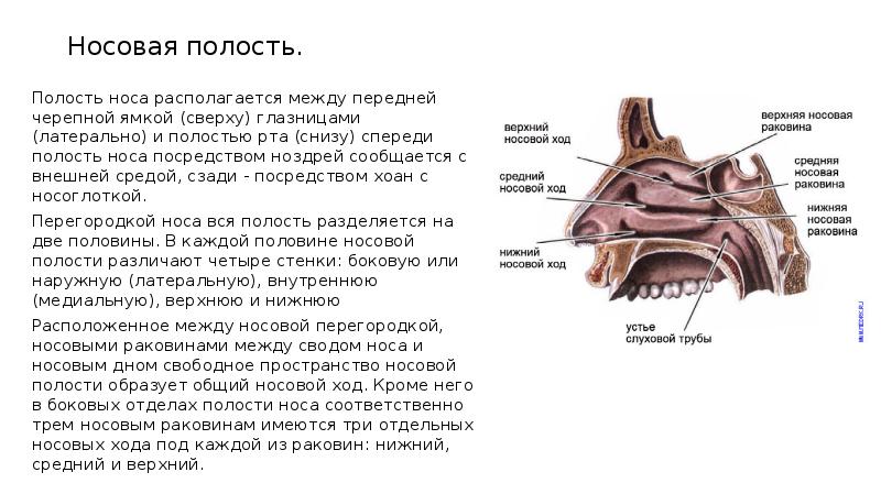 Варианты анатомии околоносовых пазух