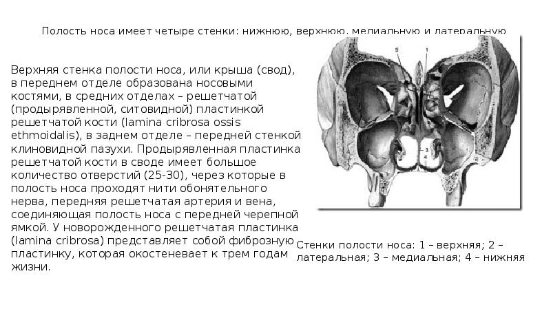 Полость носа имеет