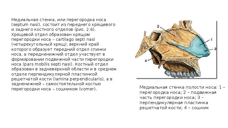 Медиальная полость носа