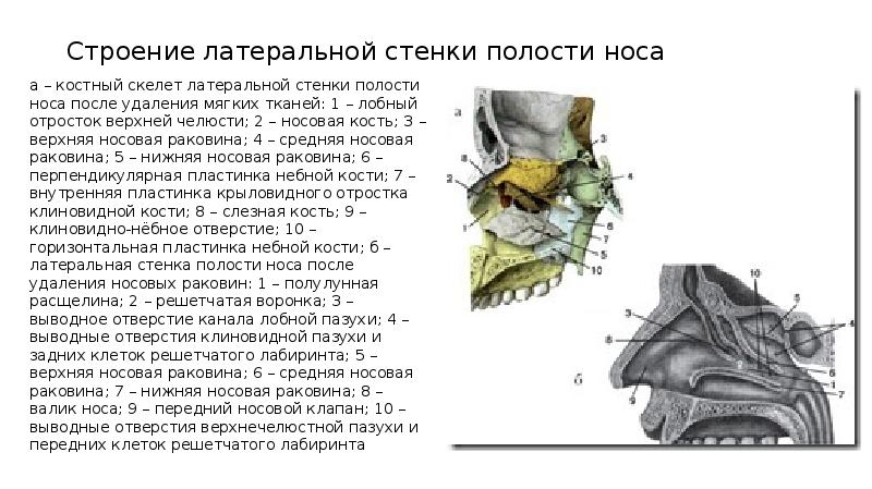 Верхняя стенка носовой полости