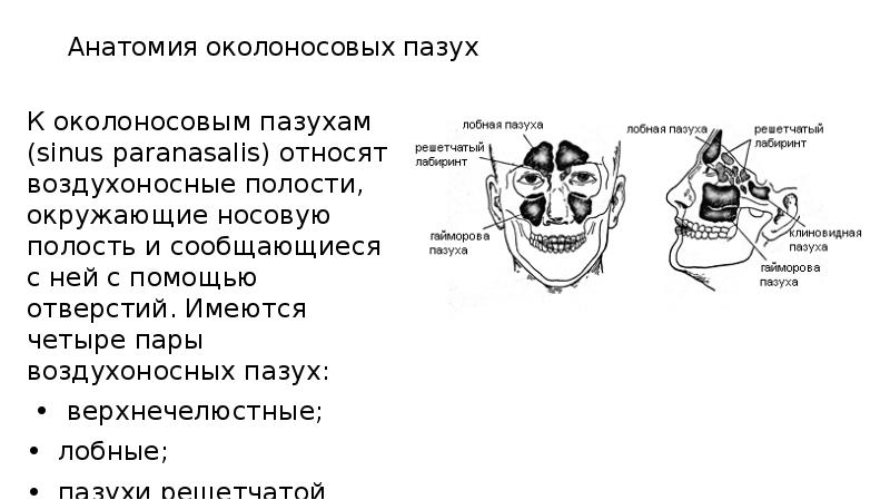 Анатомия носа и околоносовых пазух презентация