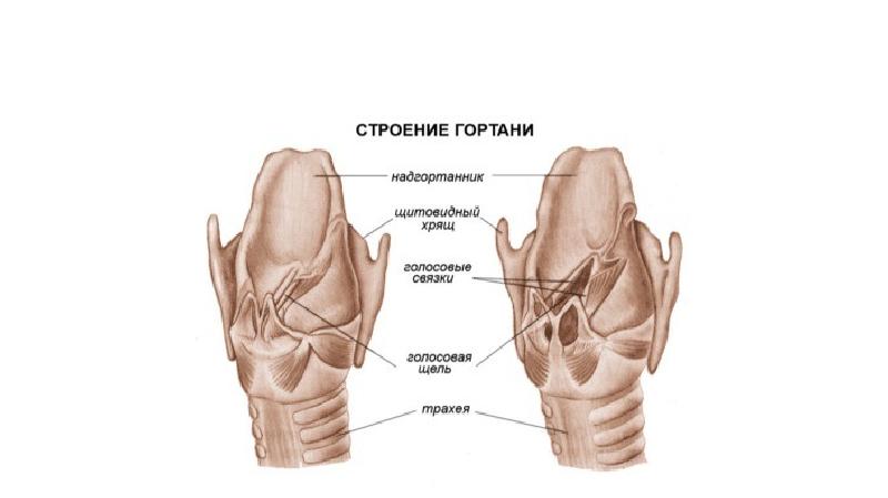 Щитовидный хрящ фото