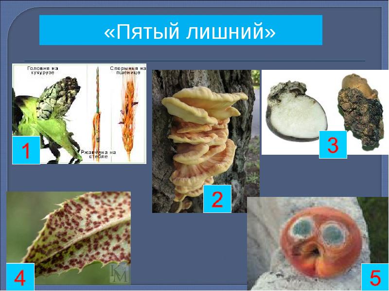 Многообразие грибов и их значение в природе и жизни человека 5 класс презентация