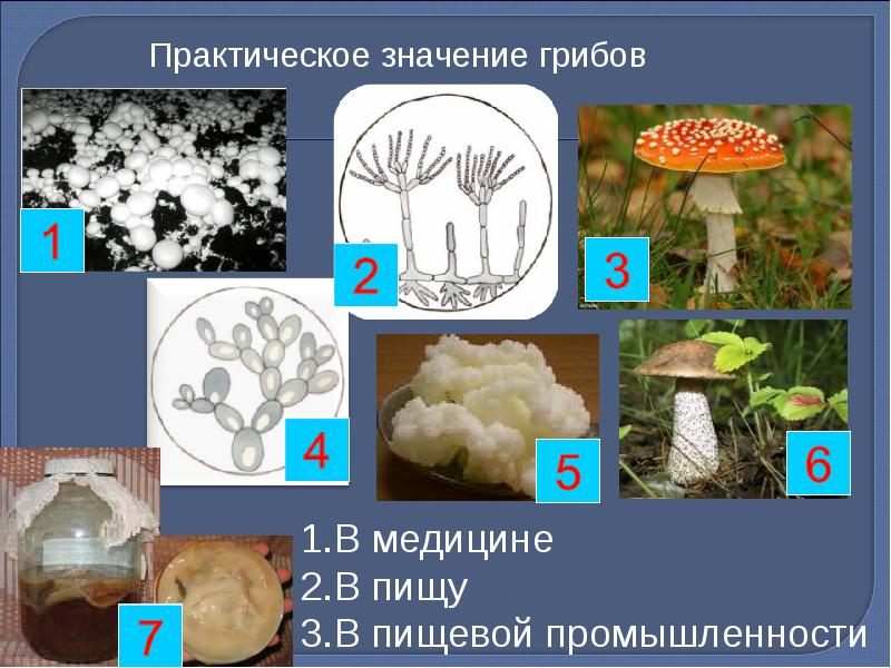 Грибы и их значение в природе и жизни человека презентация 7 класс