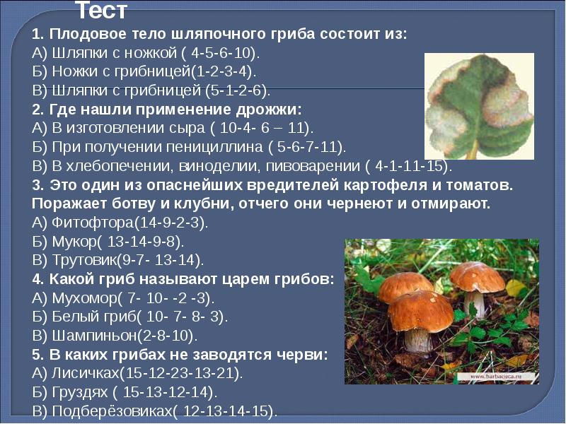 Грибы и их значение в природе и жизни человека презентация 7 класс