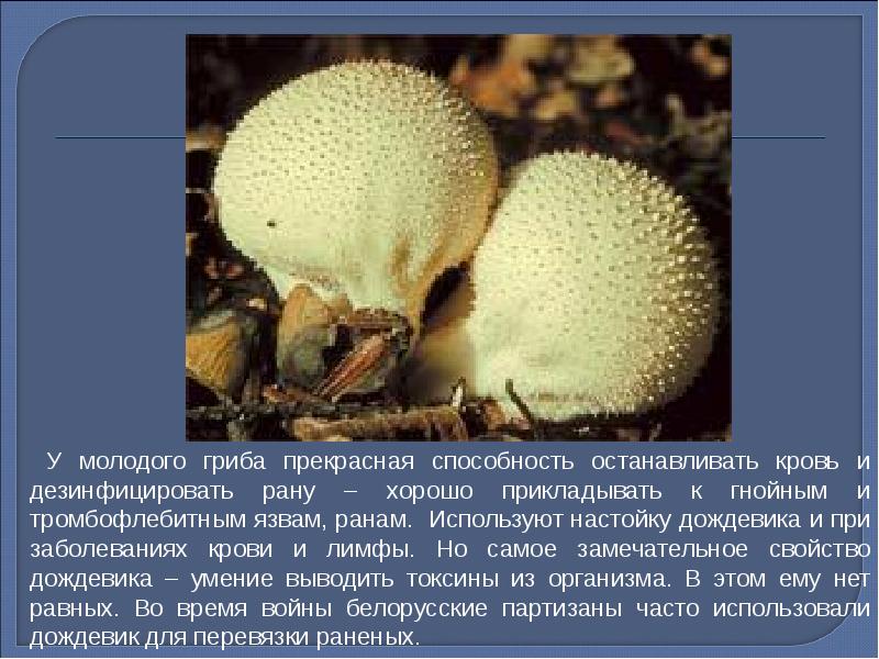 Трициклические гликопептиды. Заключение о грибах. Я обожаю читать. Отравление грибами клинические проявления. Гликопептиды нежелательные реакции.