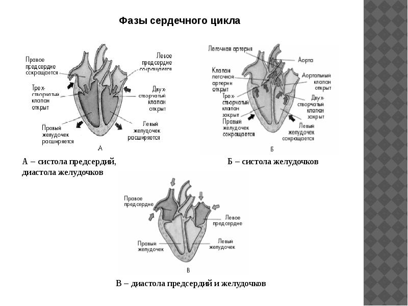 Рассмотрите рисунок схемы сердечного цикла и назовите изображенную фазу ответ поясните