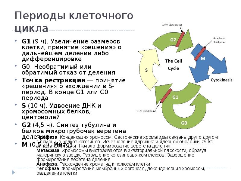 В какой период клеточного цикла удваивается днк. Фазы клеточного цикла. Периоды клеточного цикла. Точки рестрикции клеточного цикла.