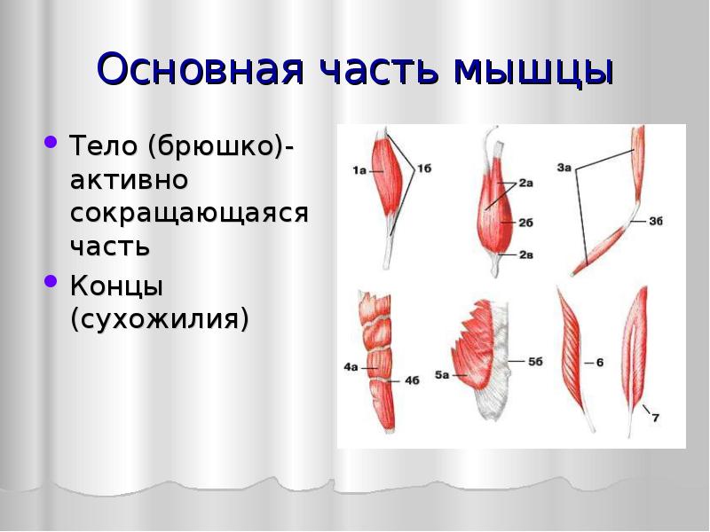 Концы мышц. Основная часть мышцы. Основные части мышцы. Сокращающаяся часть мышцы. Основные части мышцы тело-брюшко.