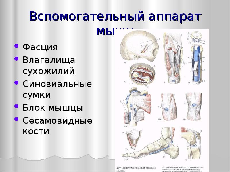 Хирургическая анатомия фасций