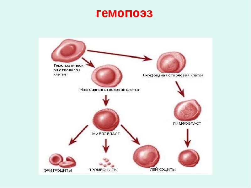 Схема клеток крови. Стволовая клетка крови схема. Развитие клеток крови из стволовой клетки. Стволовая клетка крови дифференцировка. Стволовая клетка крови гистология.